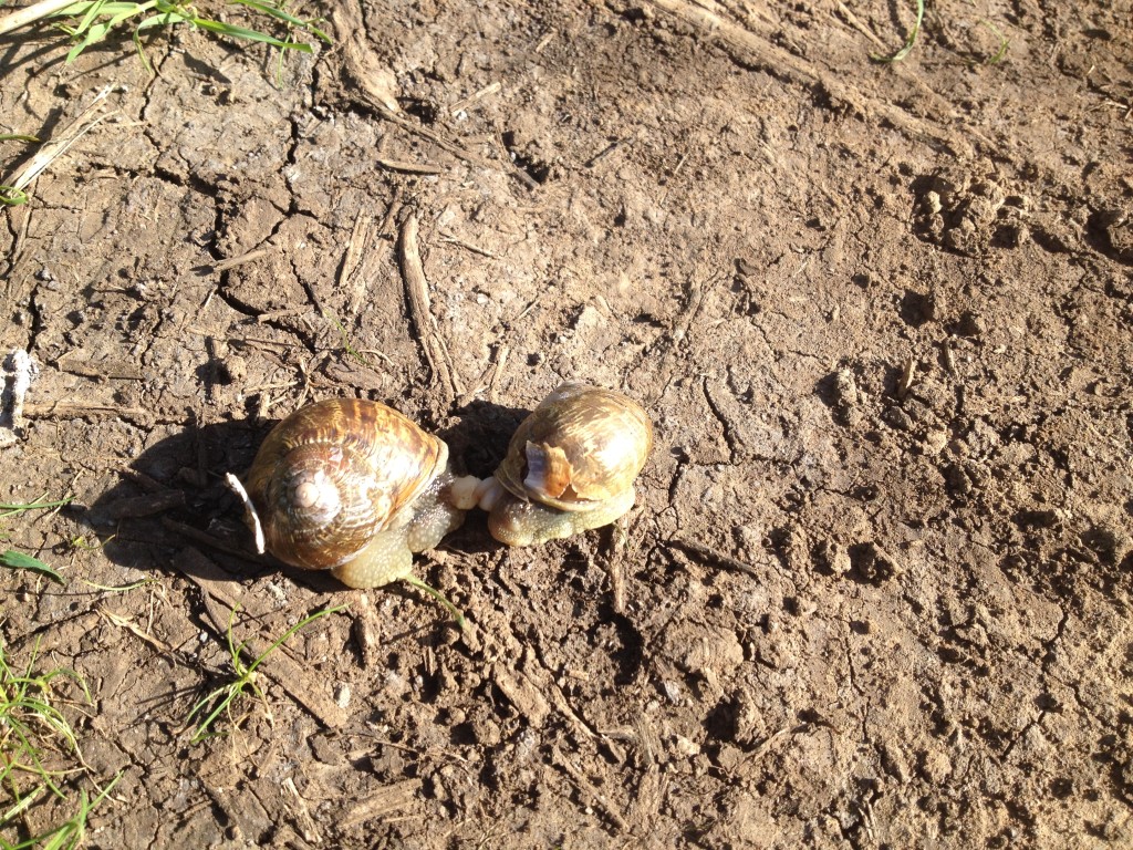 Snails