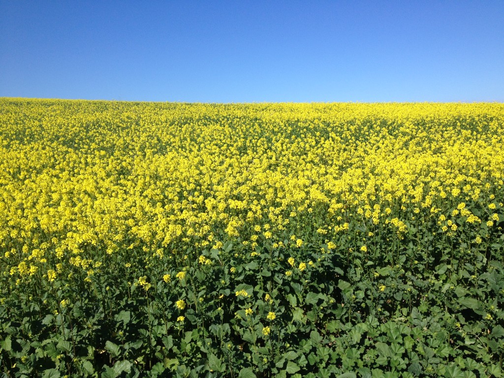 Spring Flowers