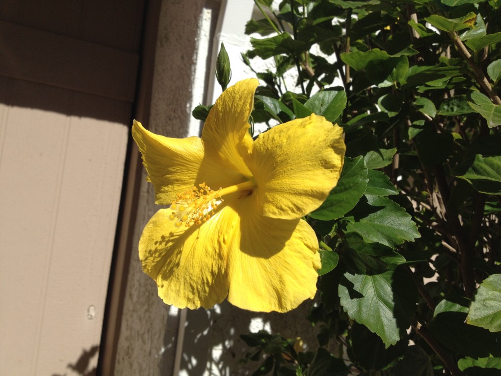 Yellow Hibiscus