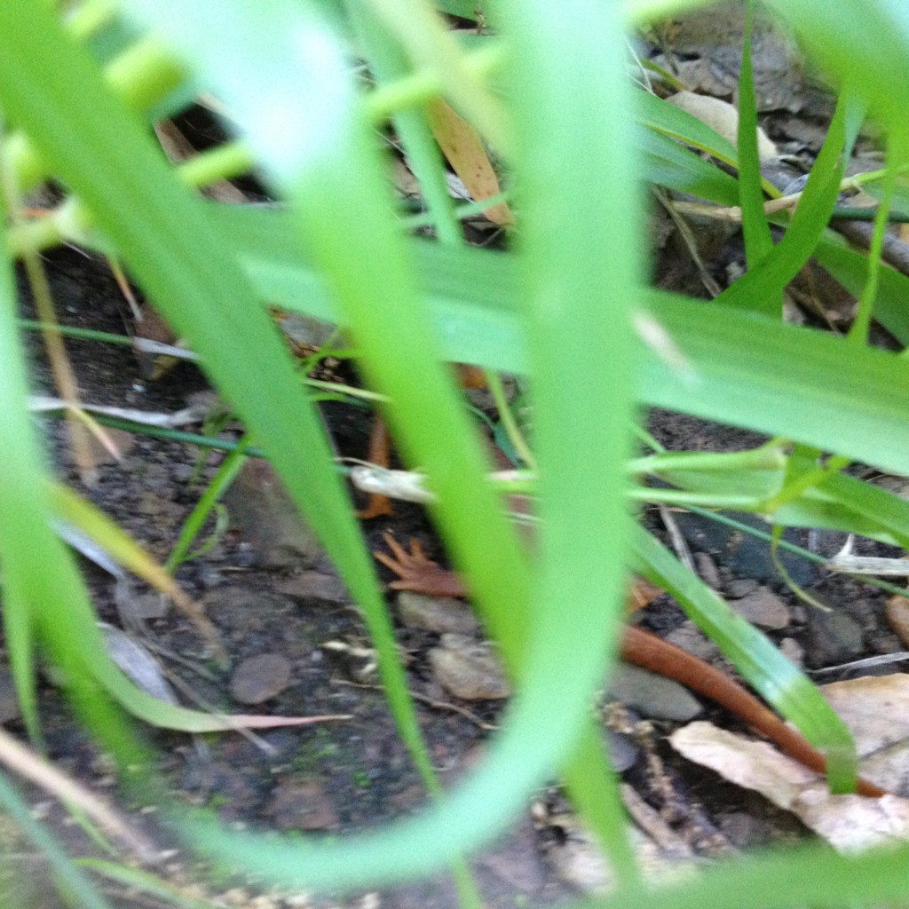 Rust-Colored Newt