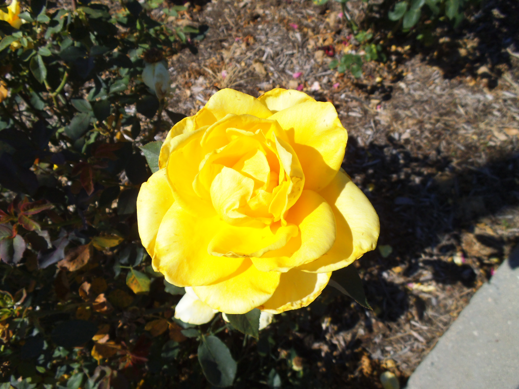 Yellow Rose