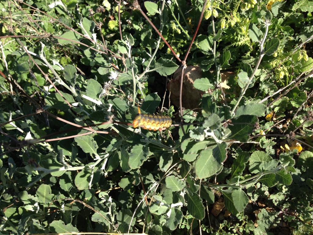 Caterpillar off Sycamore