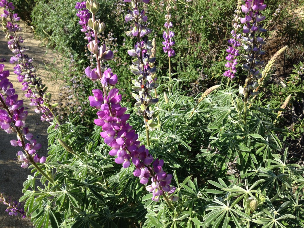 Lupine and Ladybug