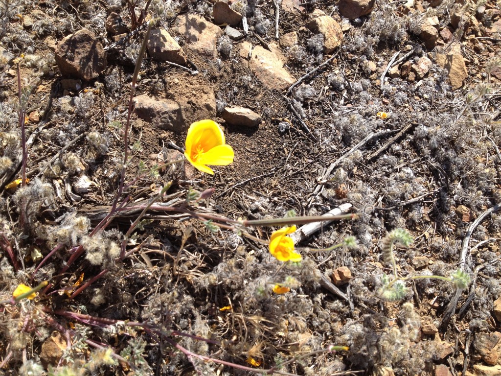 Scant Poppies