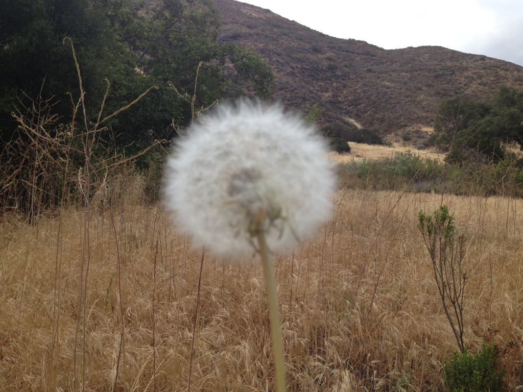 Flower in Hawk Canyon