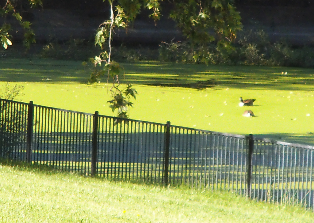 Canada Geese on Duck Weed Pond