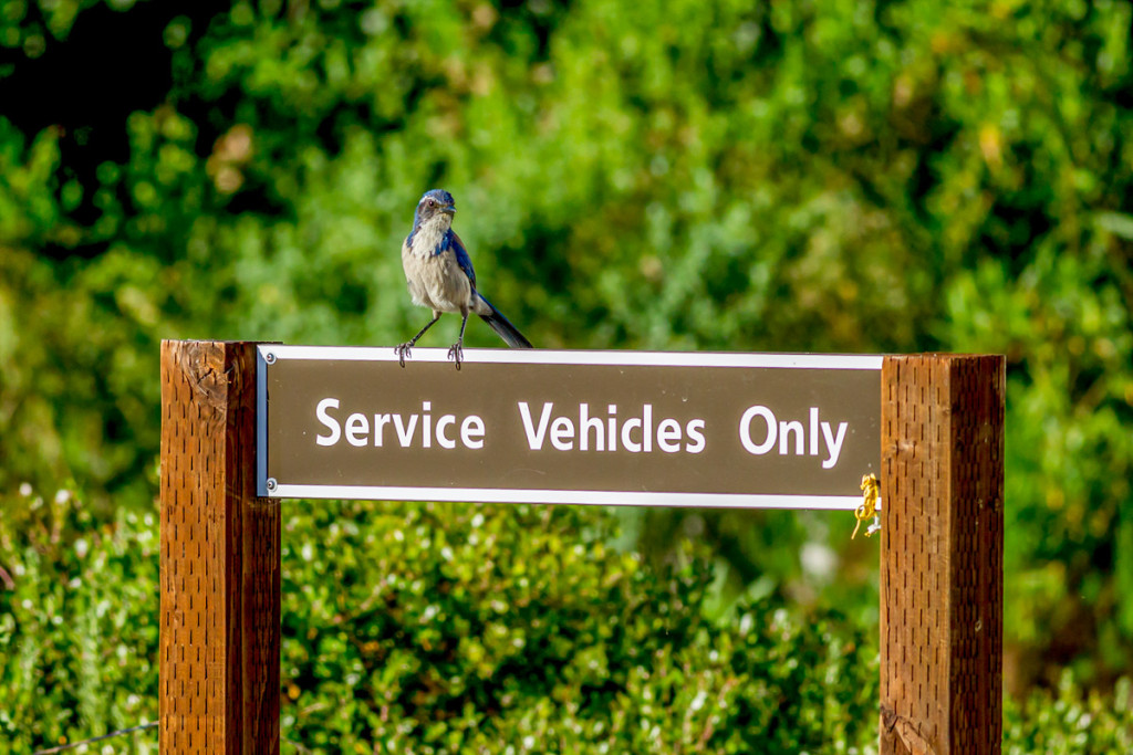 scrub jay on sign