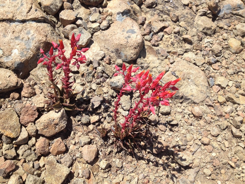 Flower in Hawk Canyon