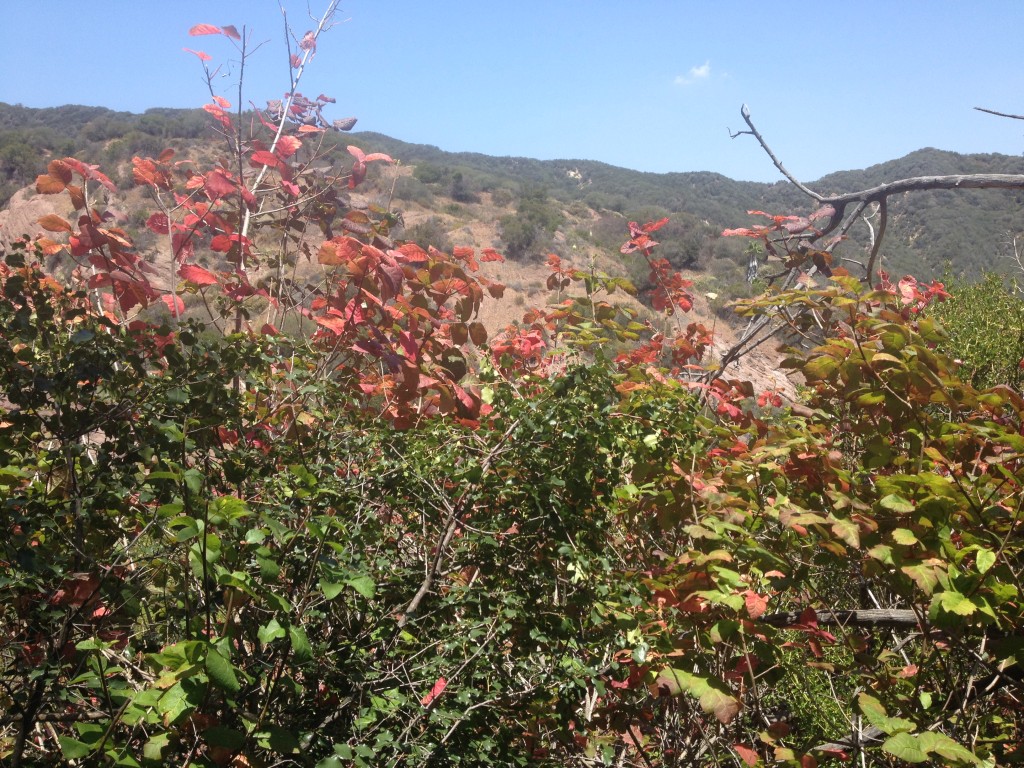 The Beautiful Color of Poison Oak