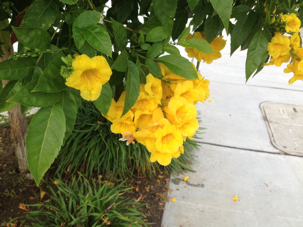  Yellow Flowers