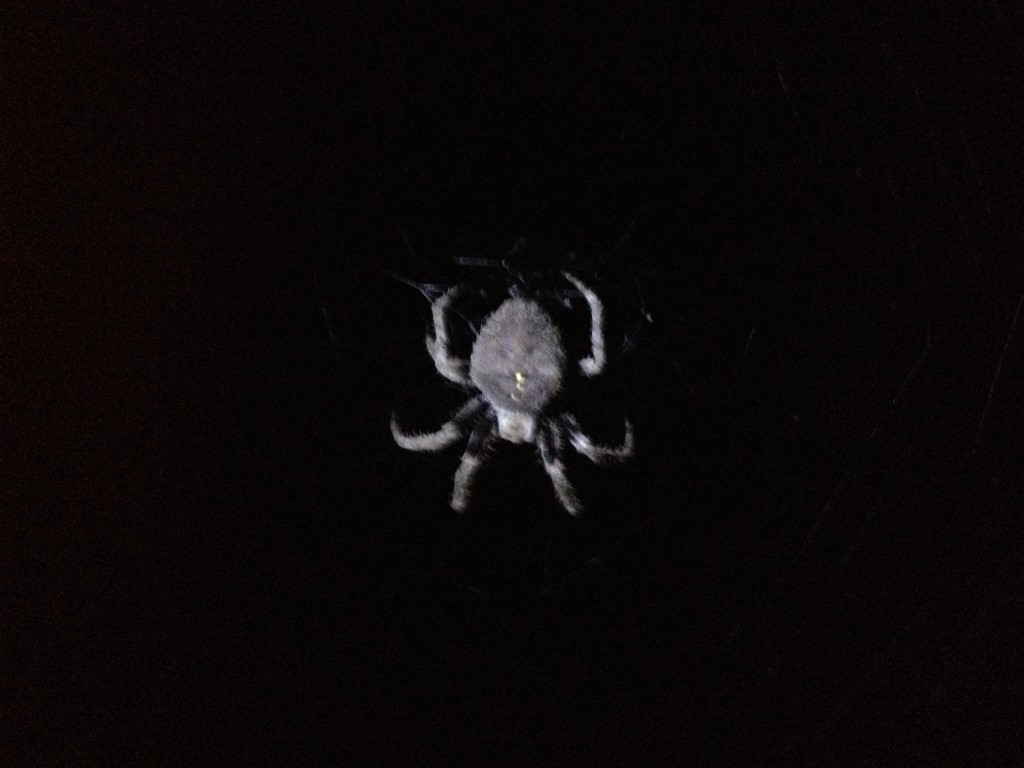 Spider in the Middle of the Trail