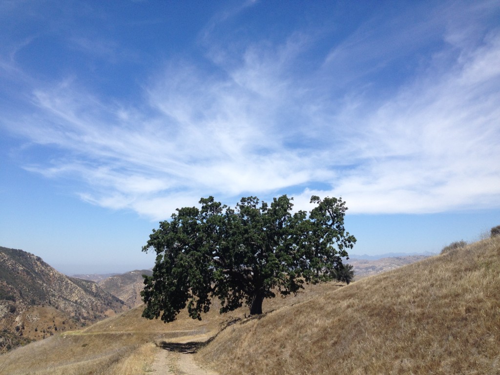 Oak and Cloud