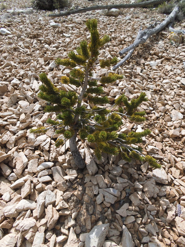 Little Bristlecone