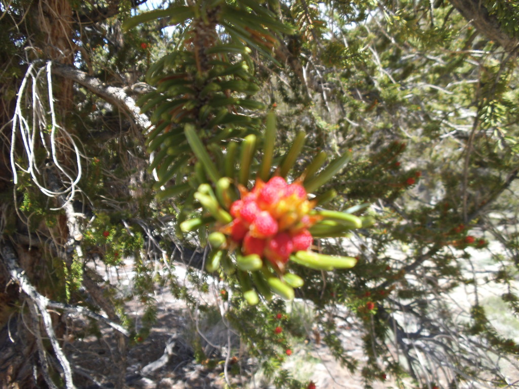 Bristlecone Bloom