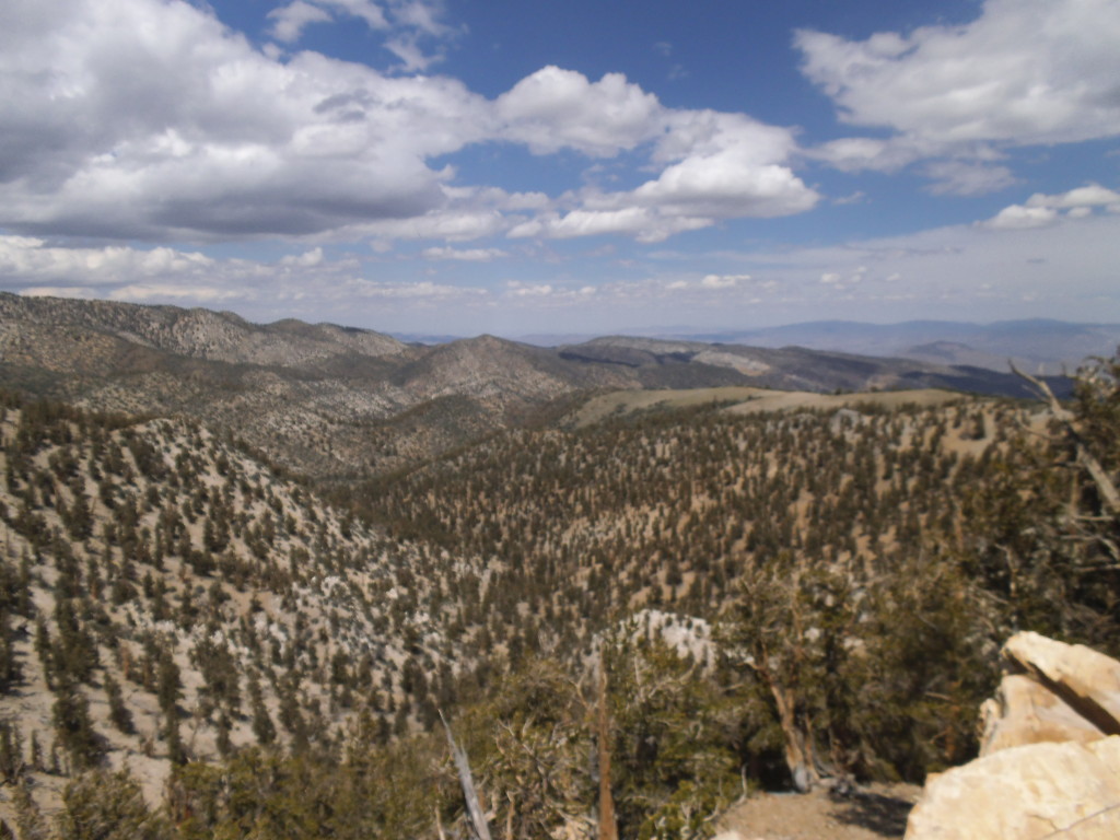 Small Bristlecone Pine