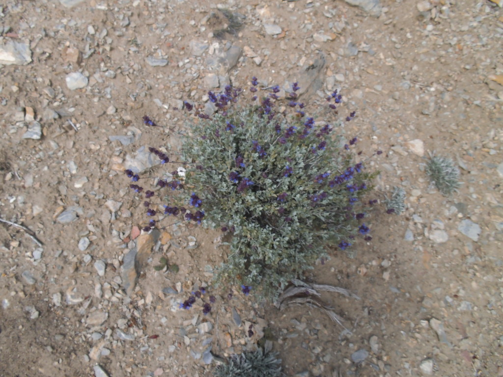 Purple Wildflower