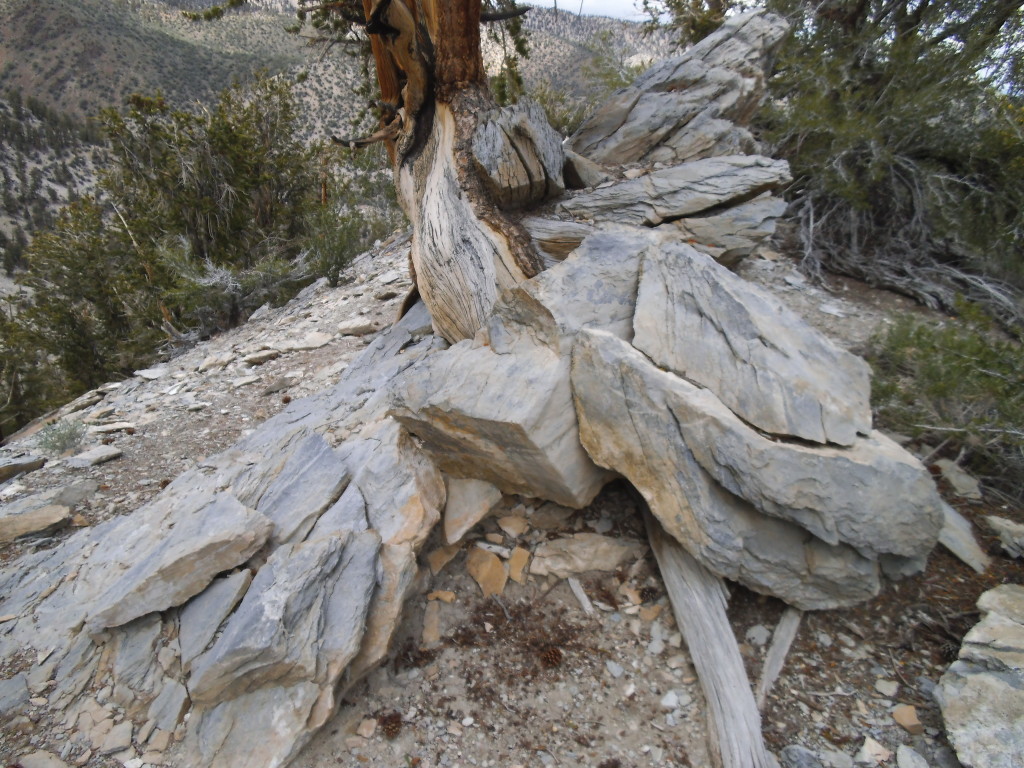 Tree Rock