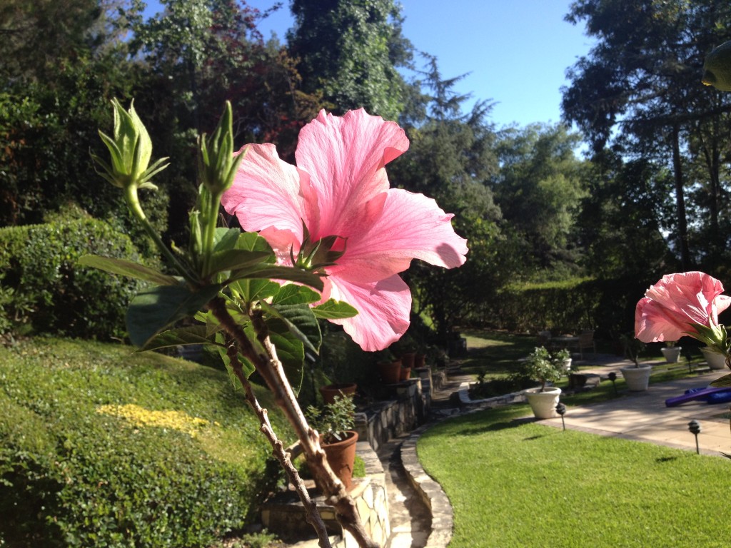 Pink Hibiscus