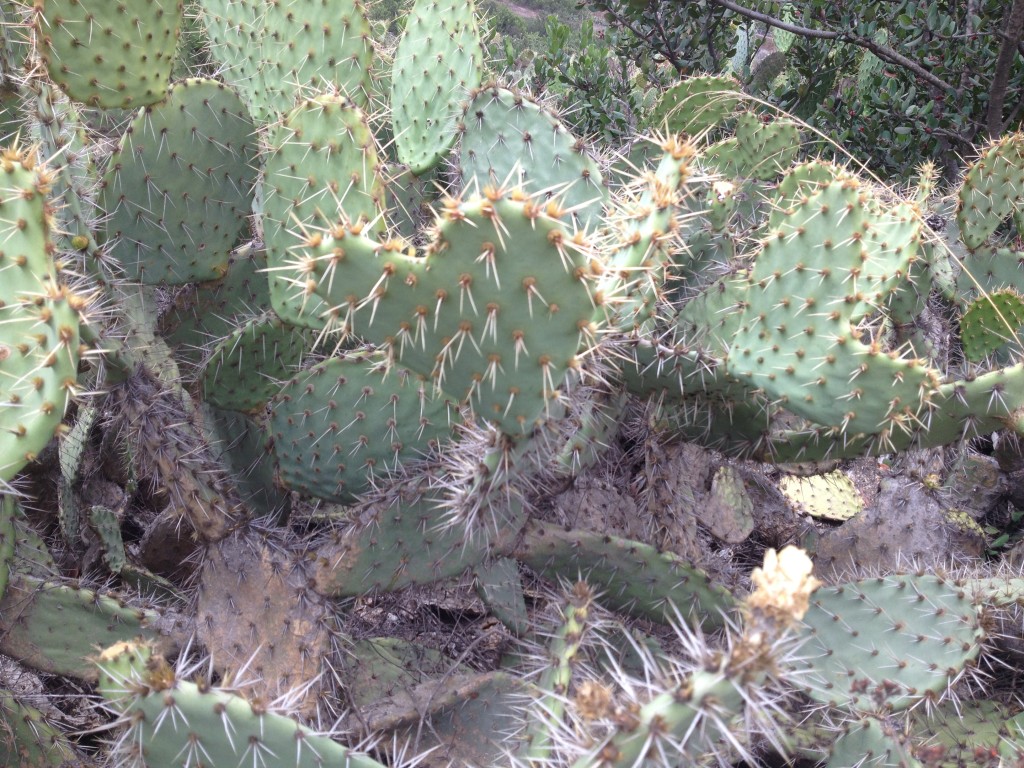 Heart Shaped Cactus