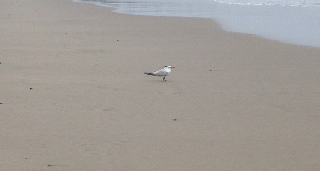 Royal Tern