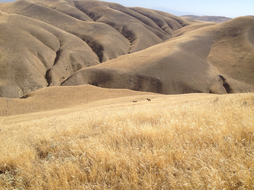 Tule Elk at Wind Wolves