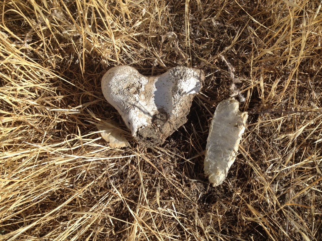 Heart Shaped Bone