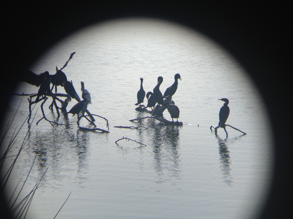 Cormorants at Malibu Lagoon