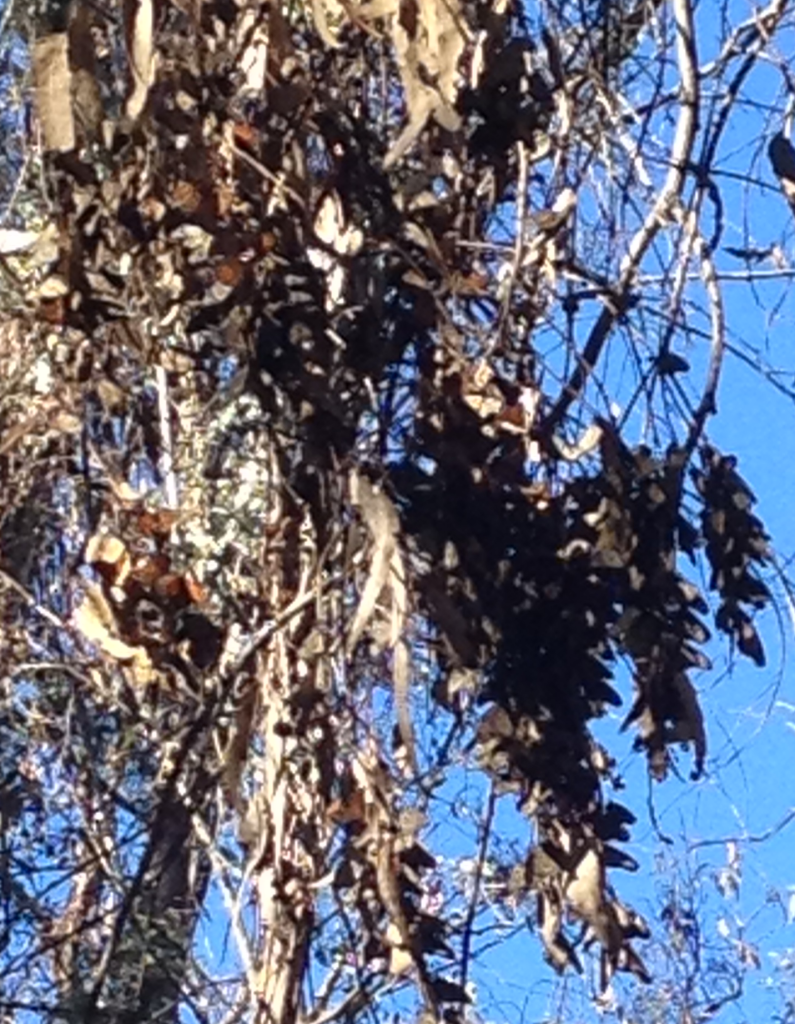 Monarch Butterflies